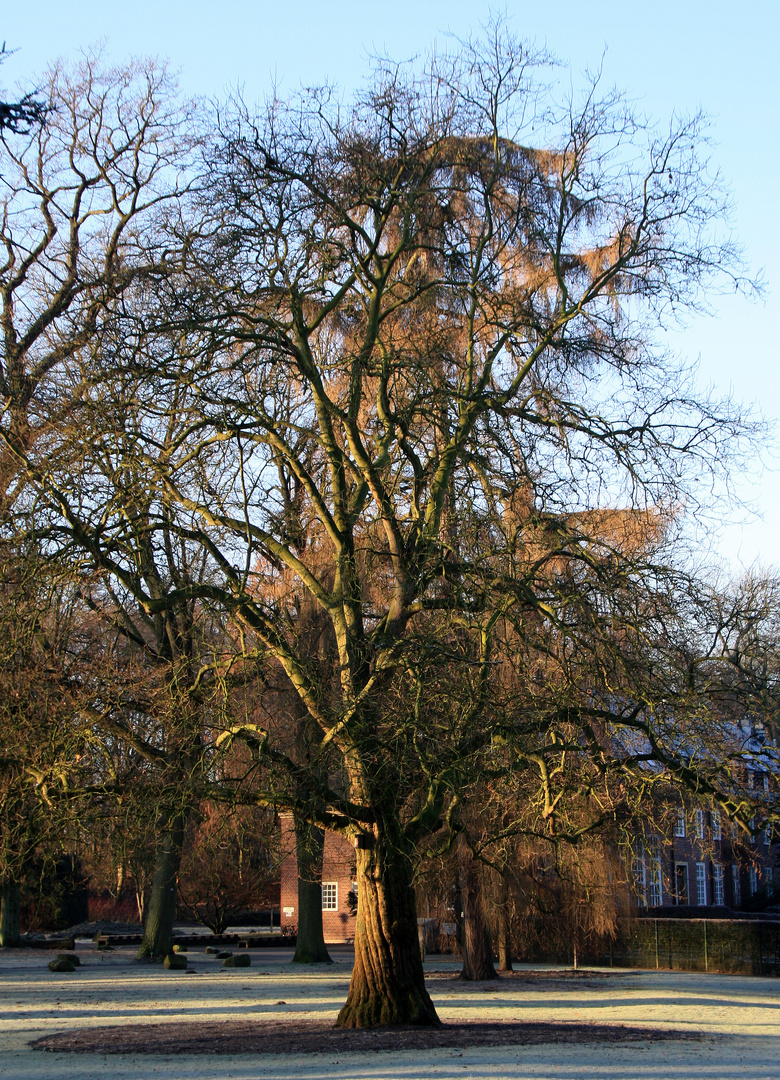 Kastanie im botanischen Garten Münster