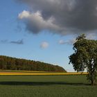 Kastanie im Feld