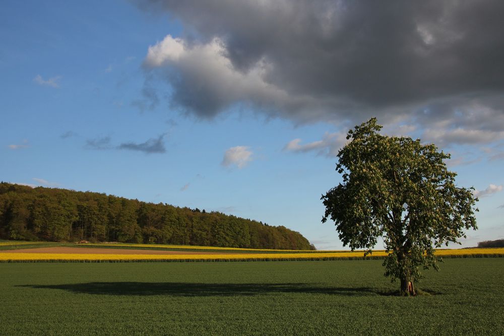 Kastanie im Feld