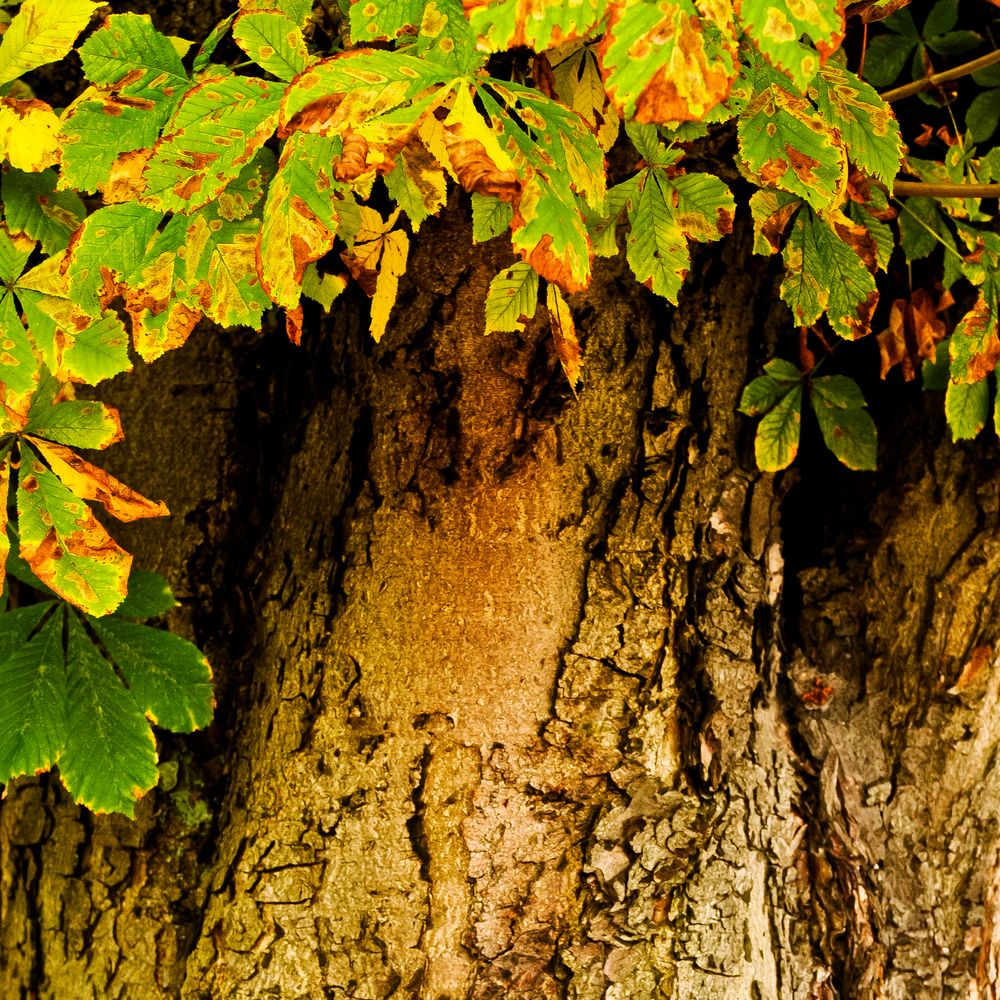 Kastanie im Herbst