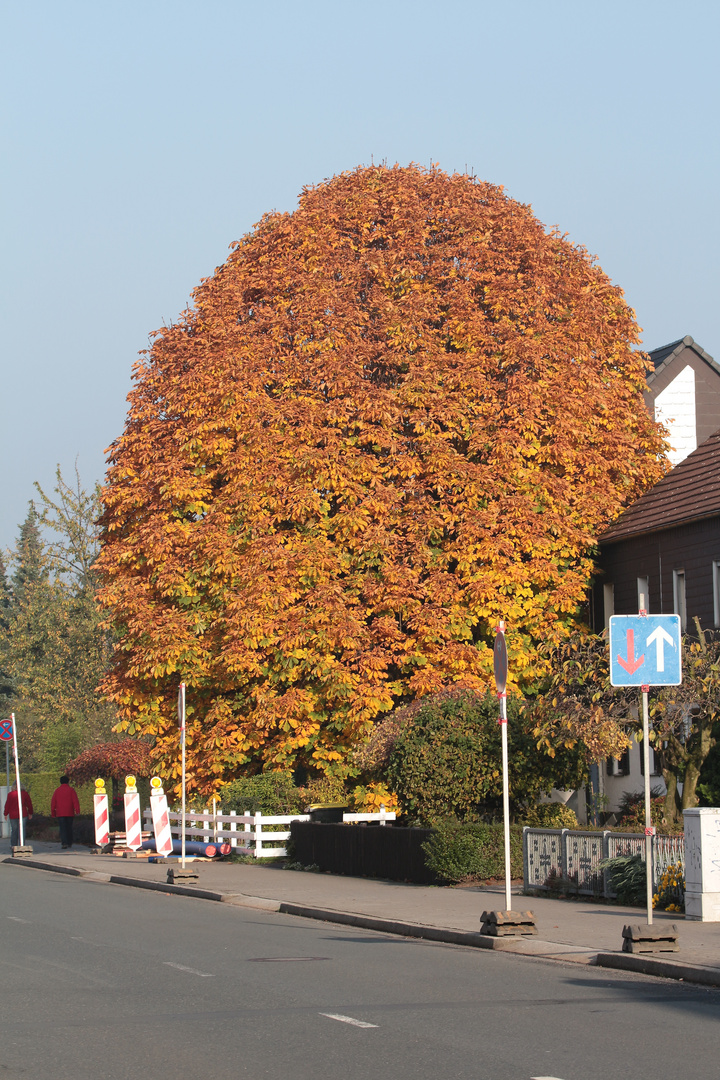 Kastanie im Herbst