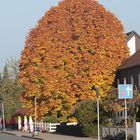 Kastanie im Herbst