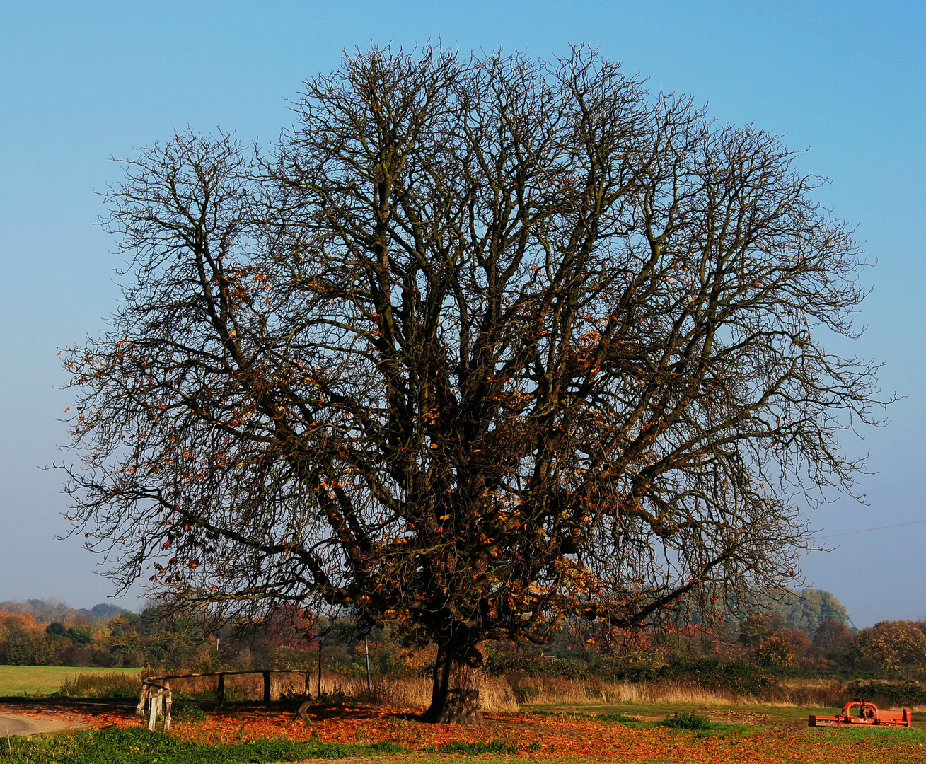 Kastanie im Herbst...