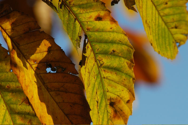 ...Kastanie im Herbst