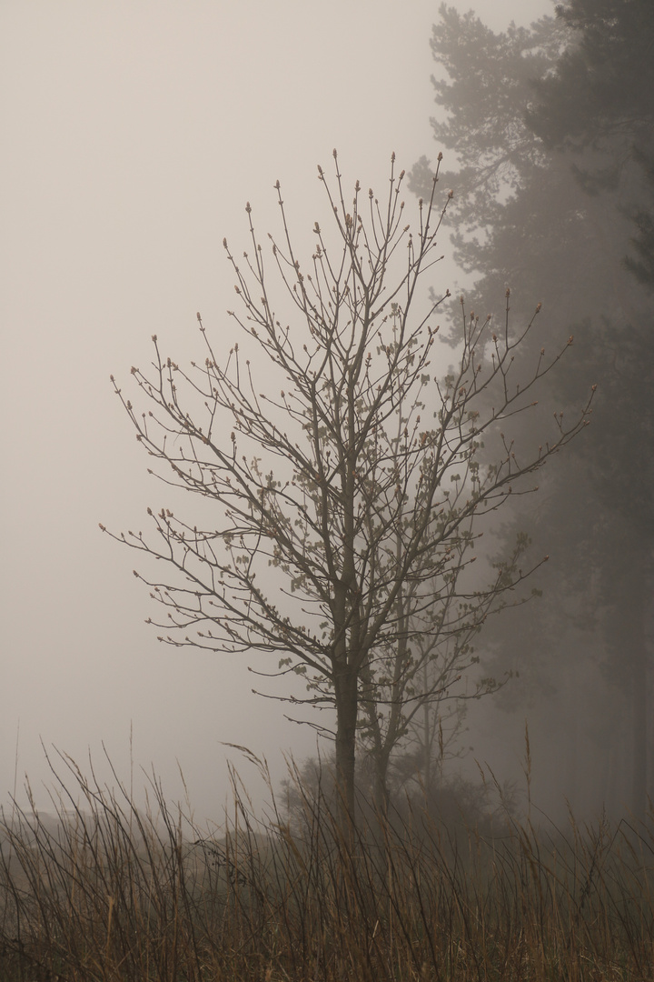 Kastanie im Nebel