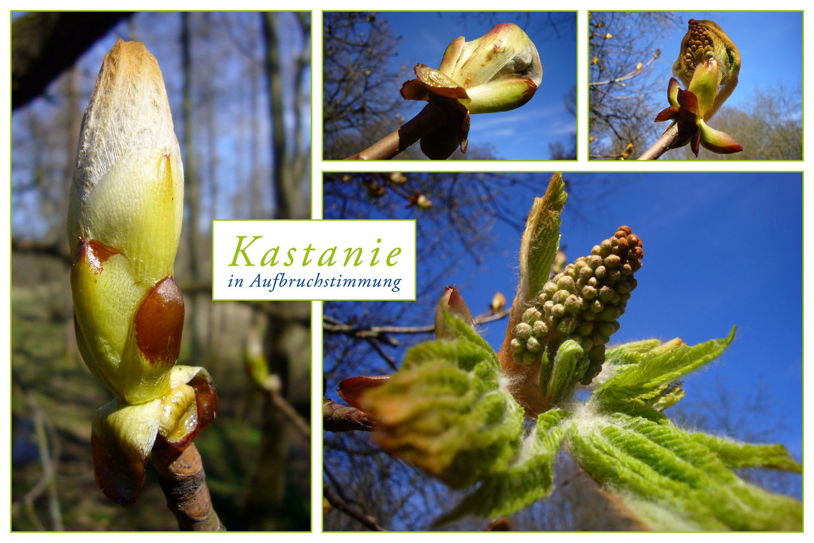 Kastanie in Aufbruchstimmung