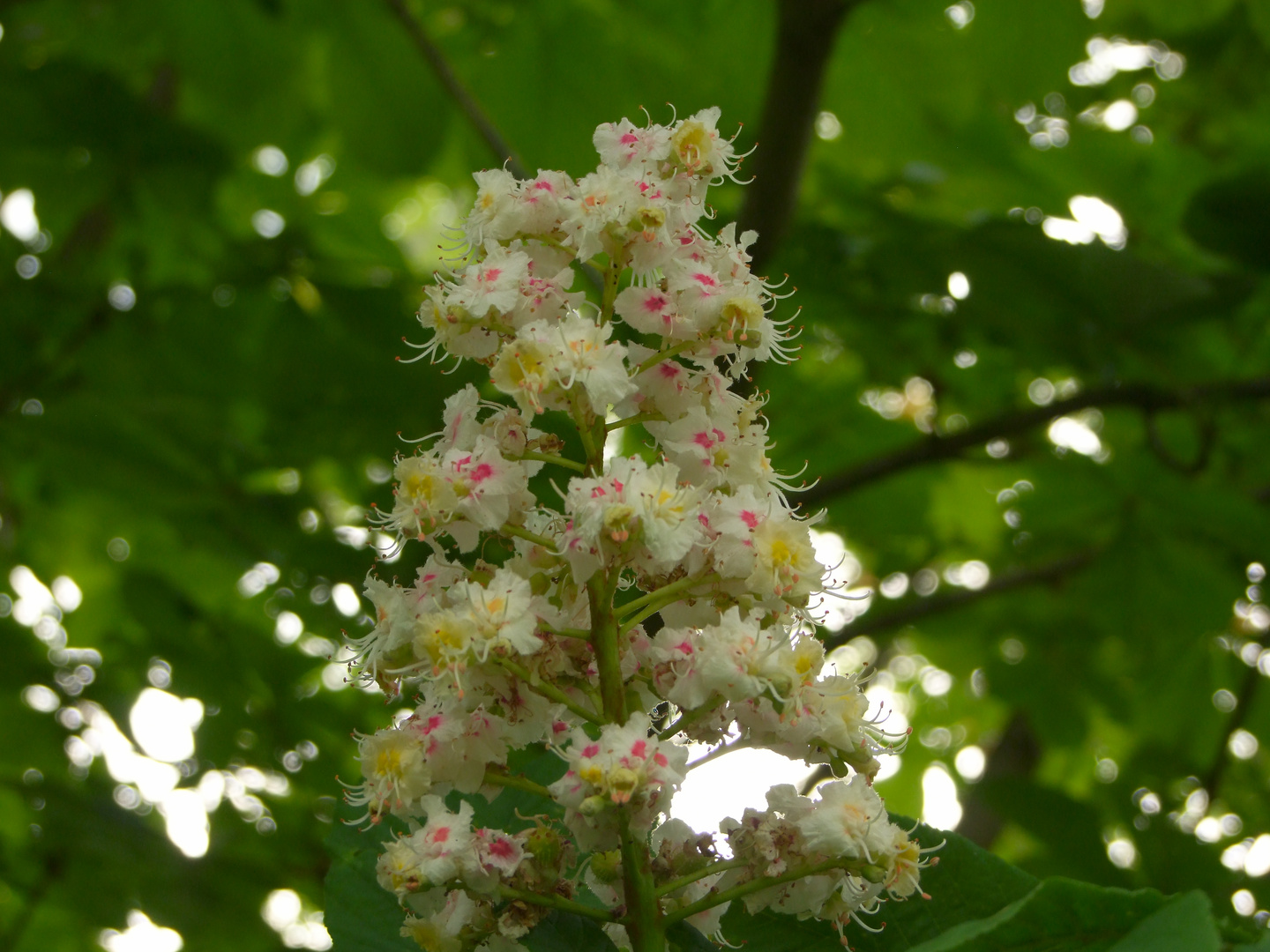 Kastanie in Blüte.