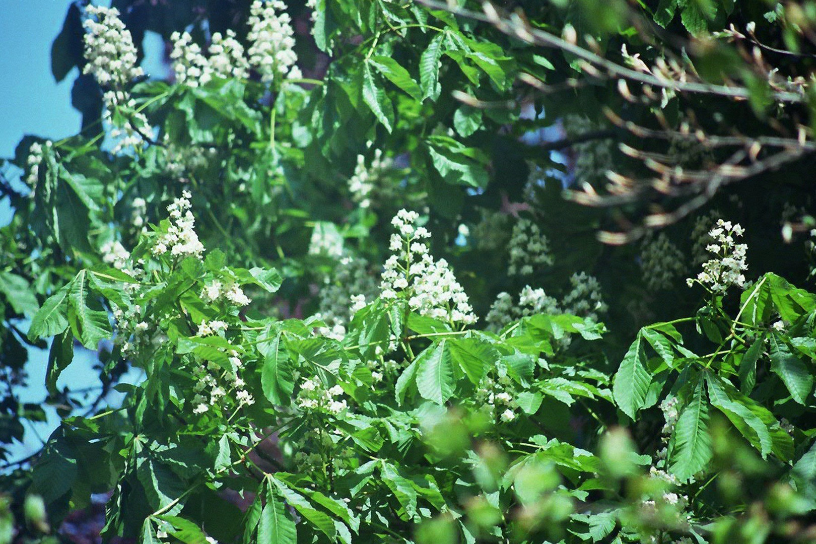 Kastanie in Blüte