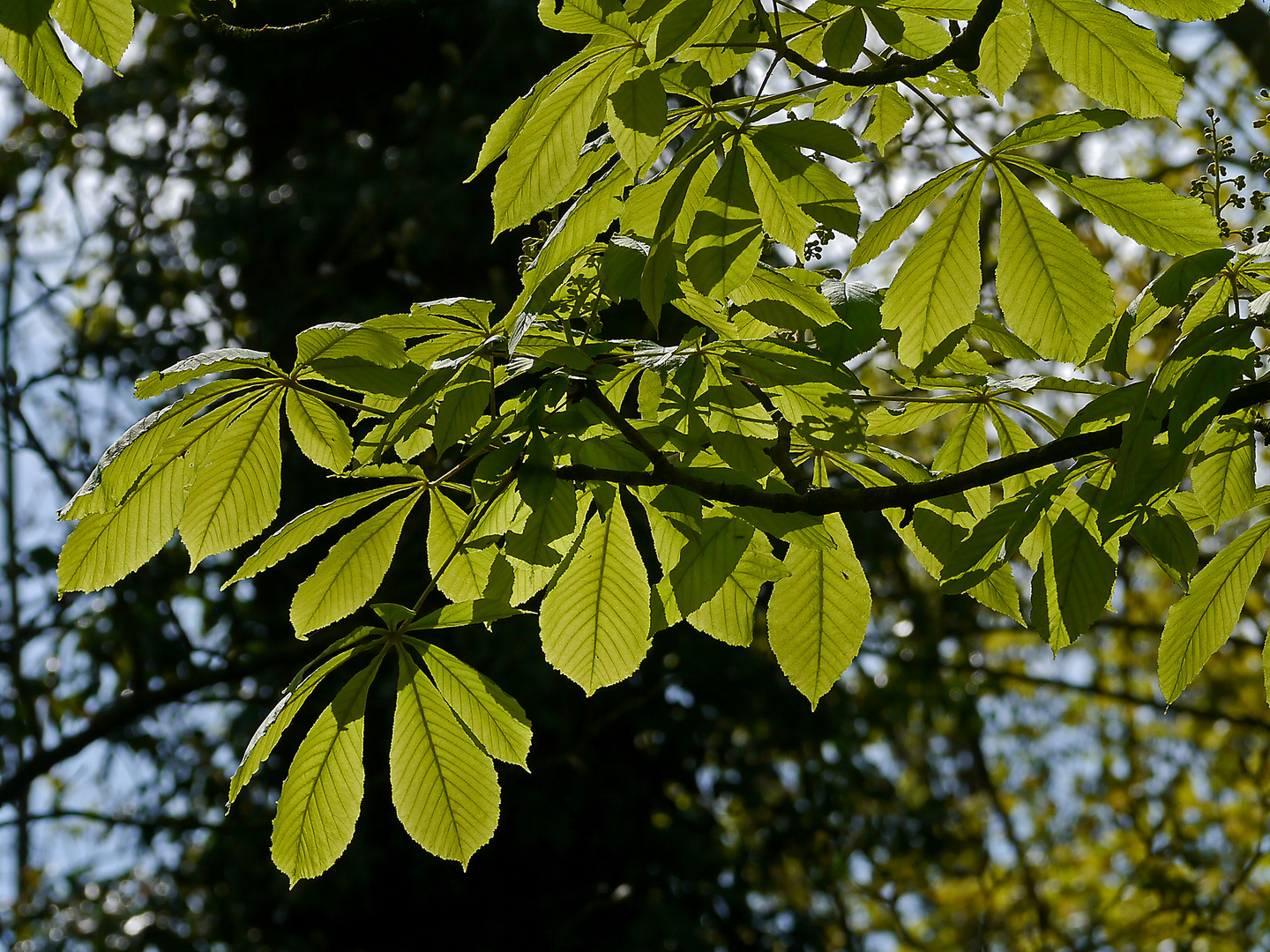 Kastanie lichtdurchflutet