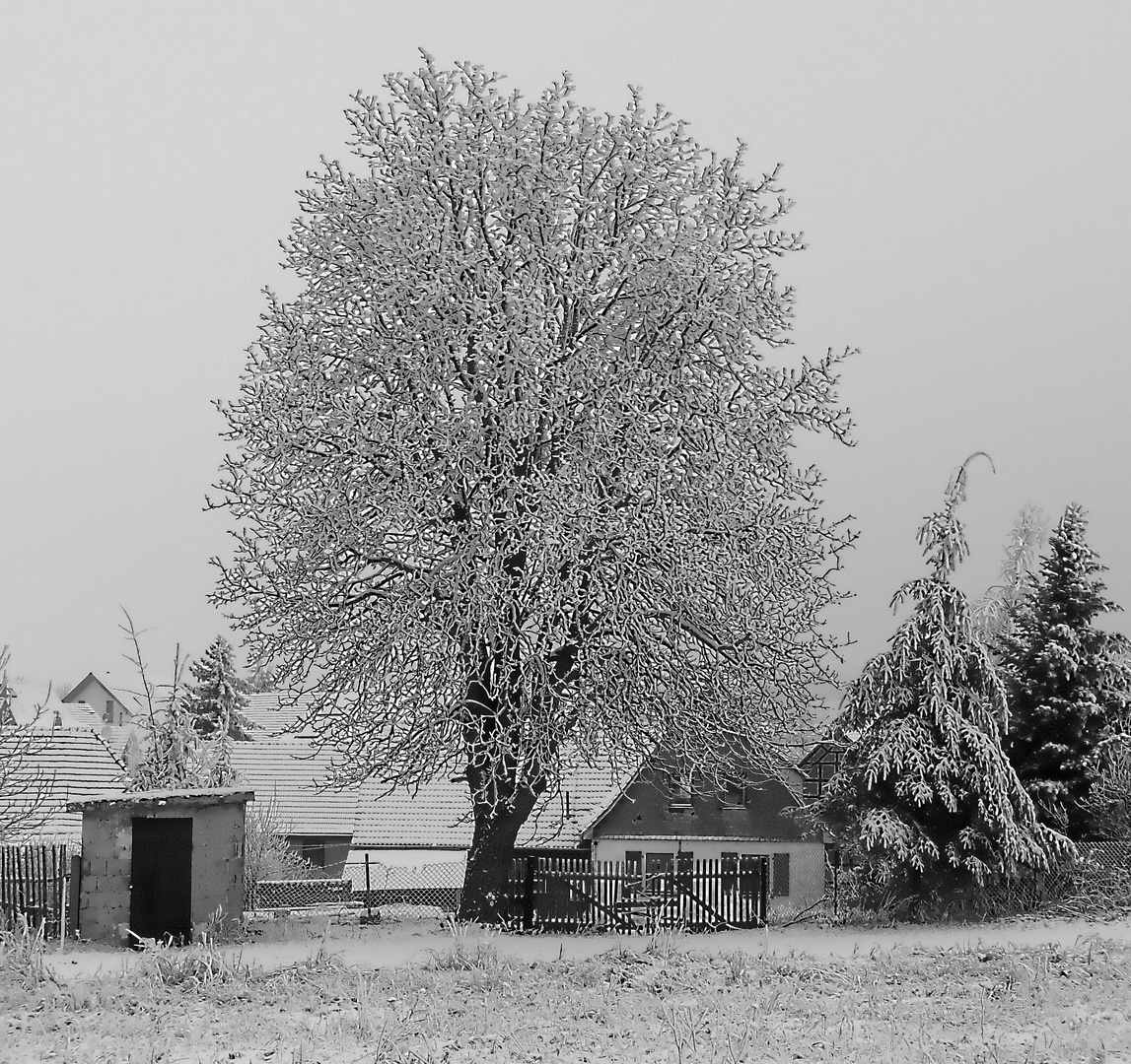 Kastanie Meckfeld Winter