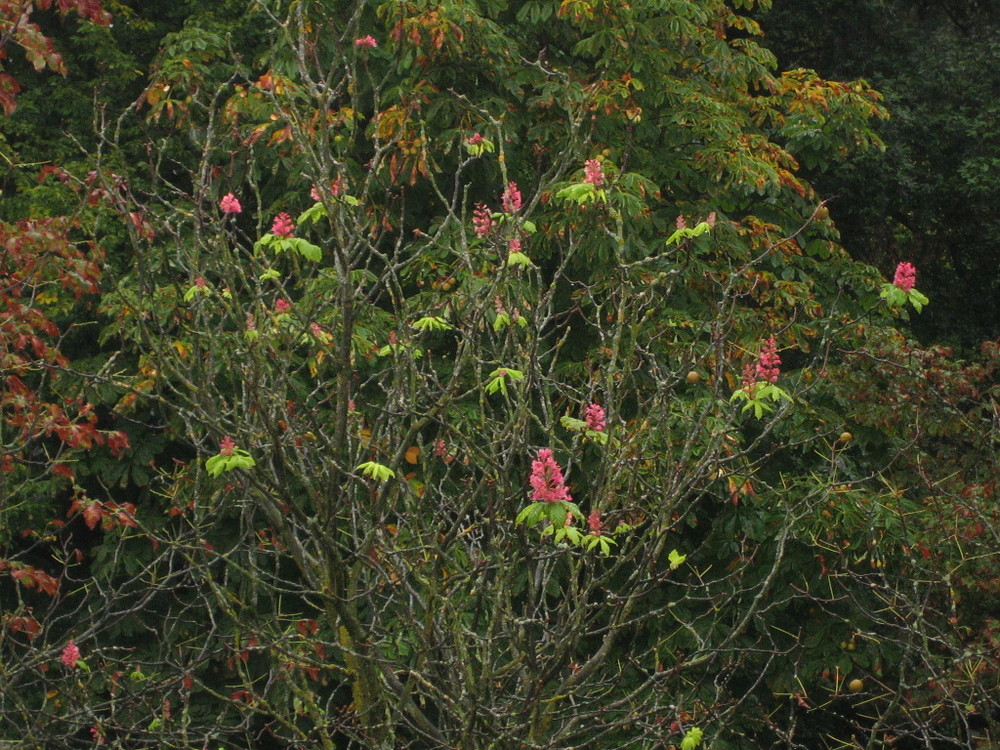 Kastanie mit Blüten UND Früchten