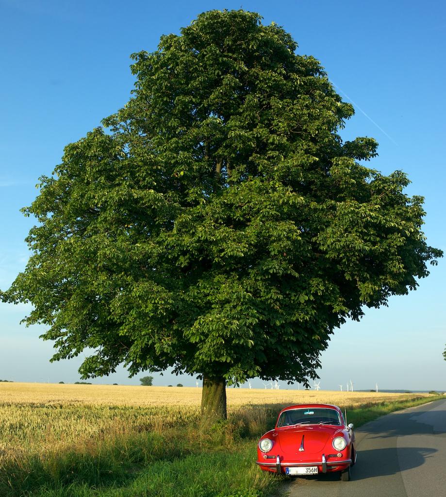 Kastanie und Kugelporsche