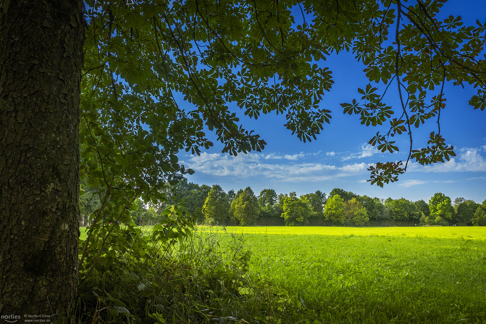 Kastanie und Wiese