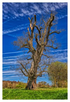 Kastanie Vorfrühling
