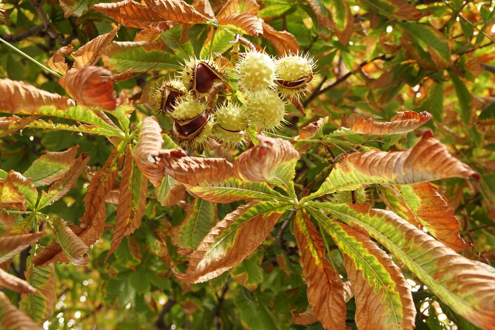 Kastanien Foto & Bild baum, jahreszeit, natur Bilder auf