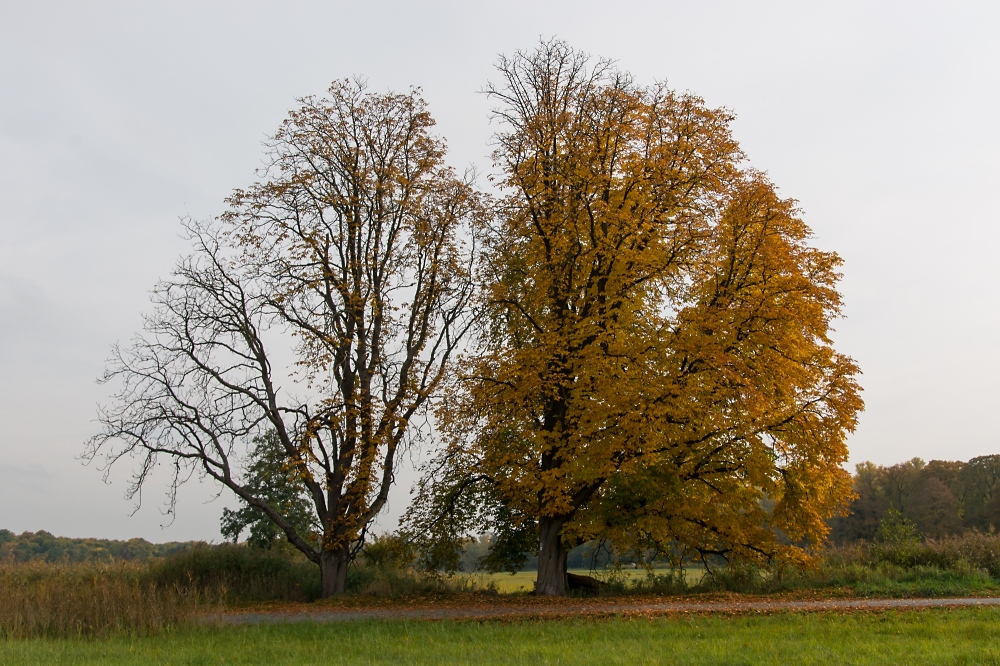 Kastanien