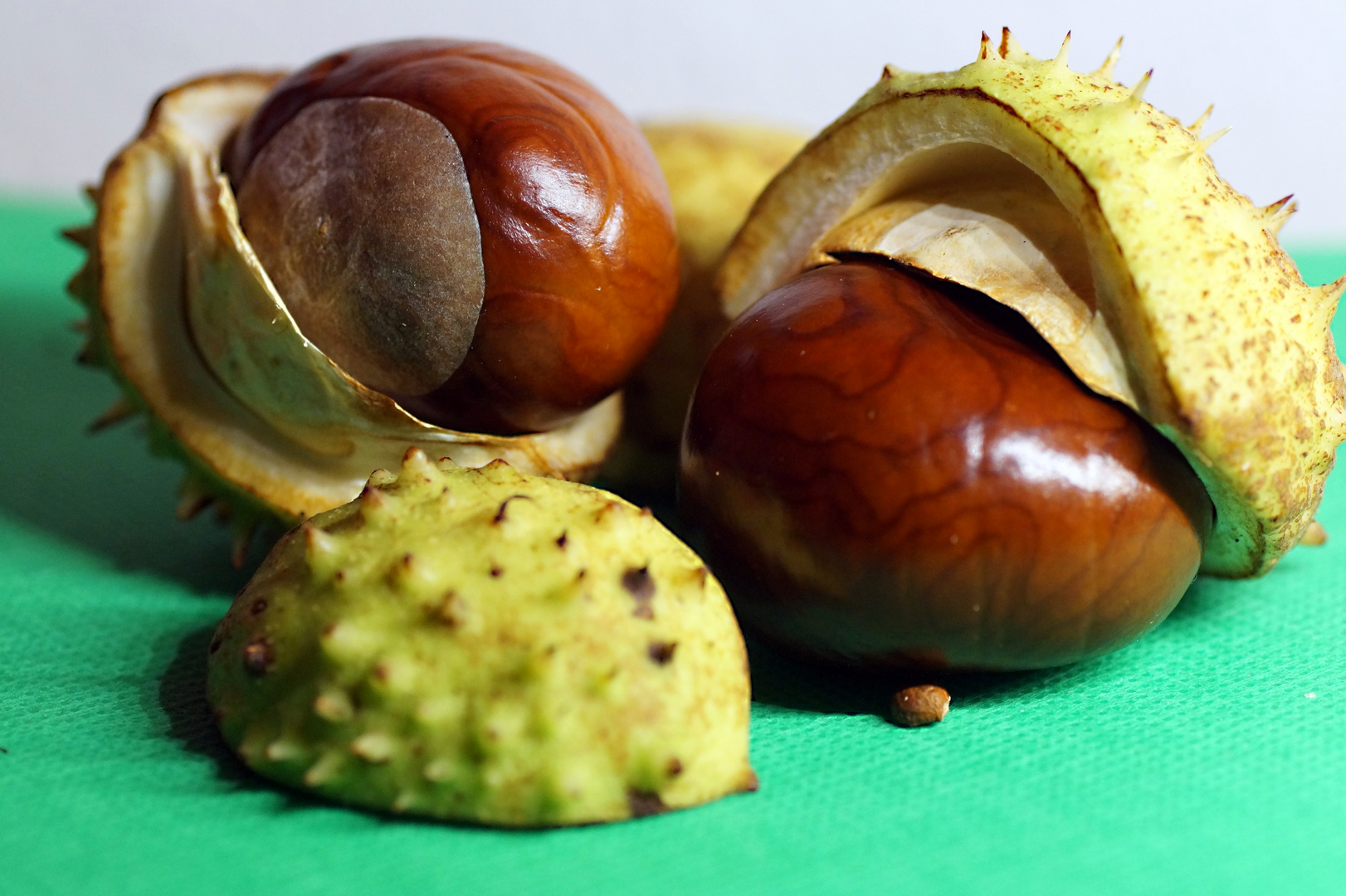 Kastanien Foto & Bild | flora, natur, motive Bilder auf fotocommunity