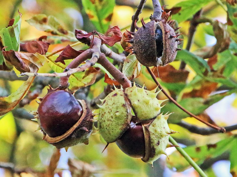 Kastanien Foto &amp; Bild | jahreszeiten, herbst, kastanien Bilder auf ...