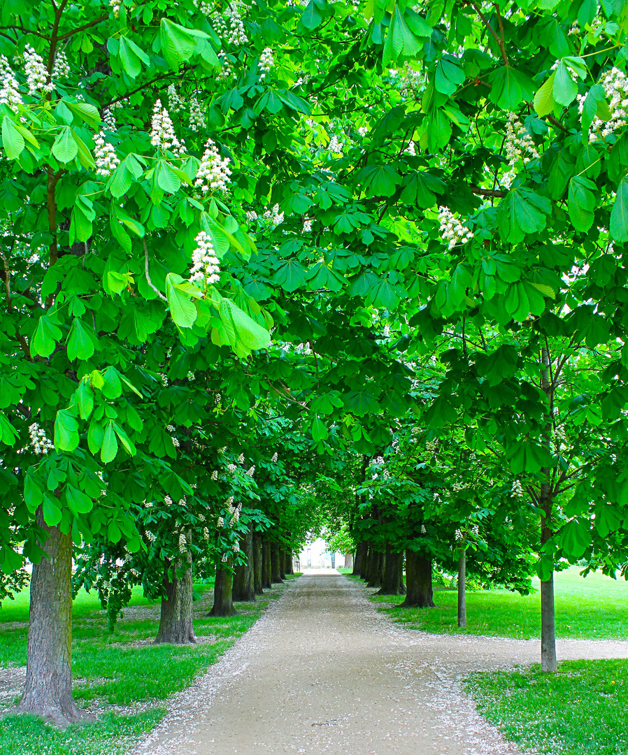 Kastanien-Allee