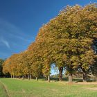 Kastanien - Allee