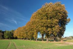 Kastanien - Allee