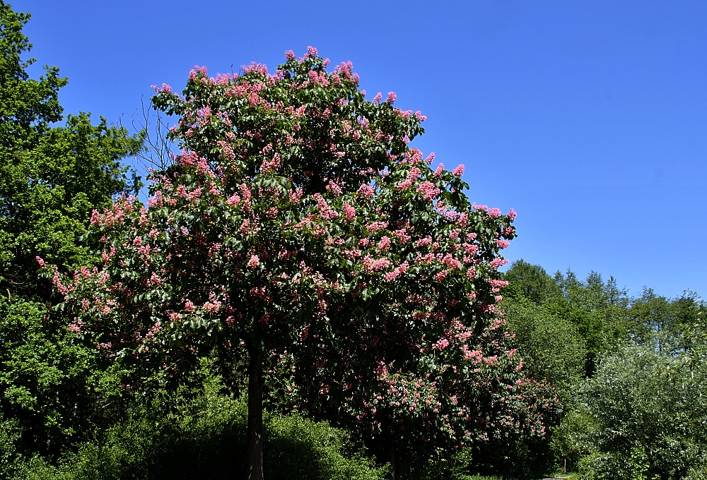 Kastanien-Allee am heimischen See