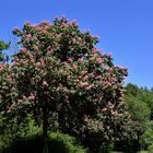 Kastanien-Allee am heimischen See