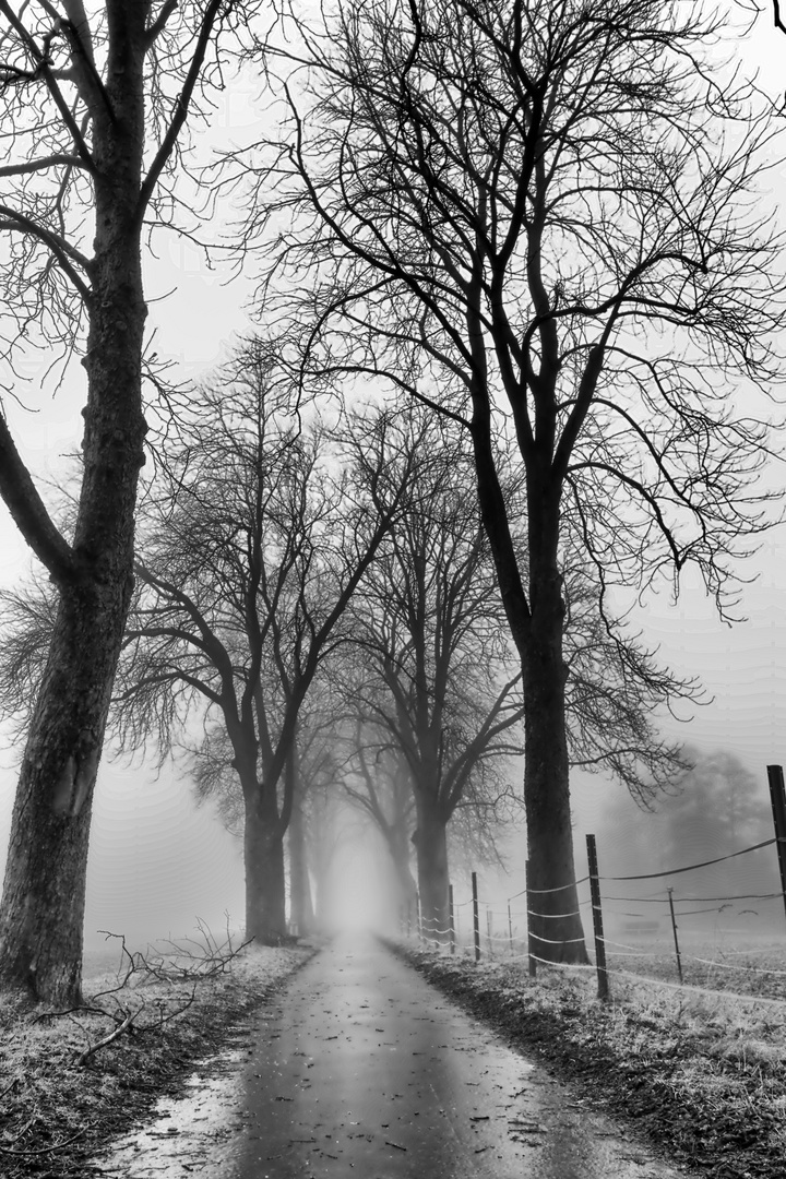 Kastanien Allee im Nebel