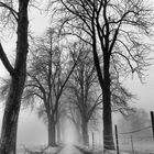 Kastanien Allee im Nebel