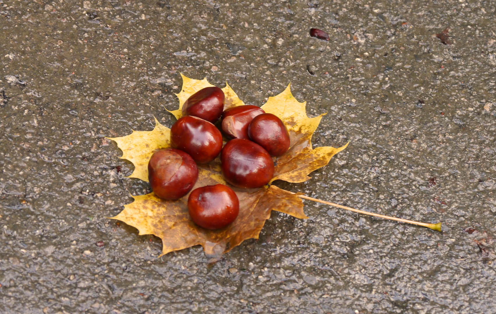 Kastanien Foto & Bild natur, herbst, pflanzen Bilder auf