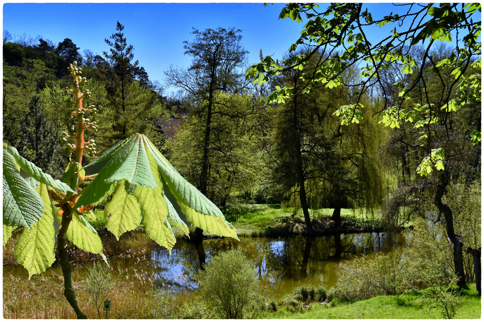 Kastanien Blüte Foto &amp; Bild | frühling, natur, jahreszeiten Bilder auf ...
