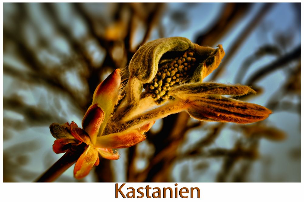 Kastanien.