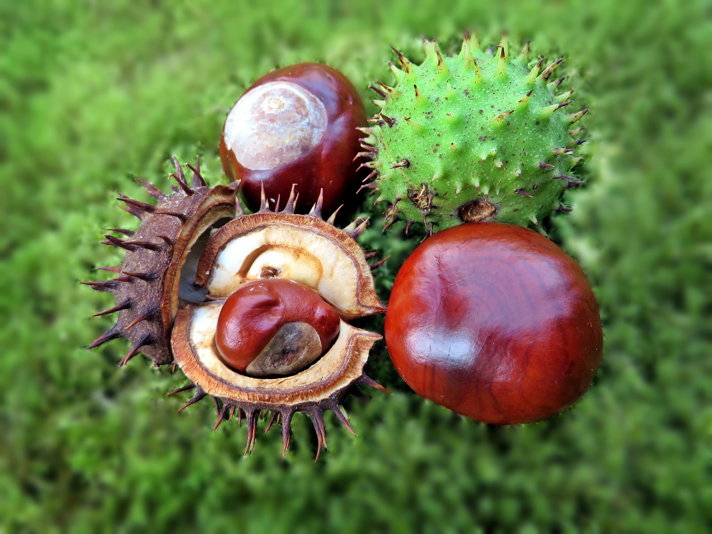 Kastanien Foto & Bild makro, bäume, natur Bilder auf