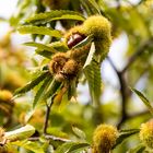 Kastanien im Baum