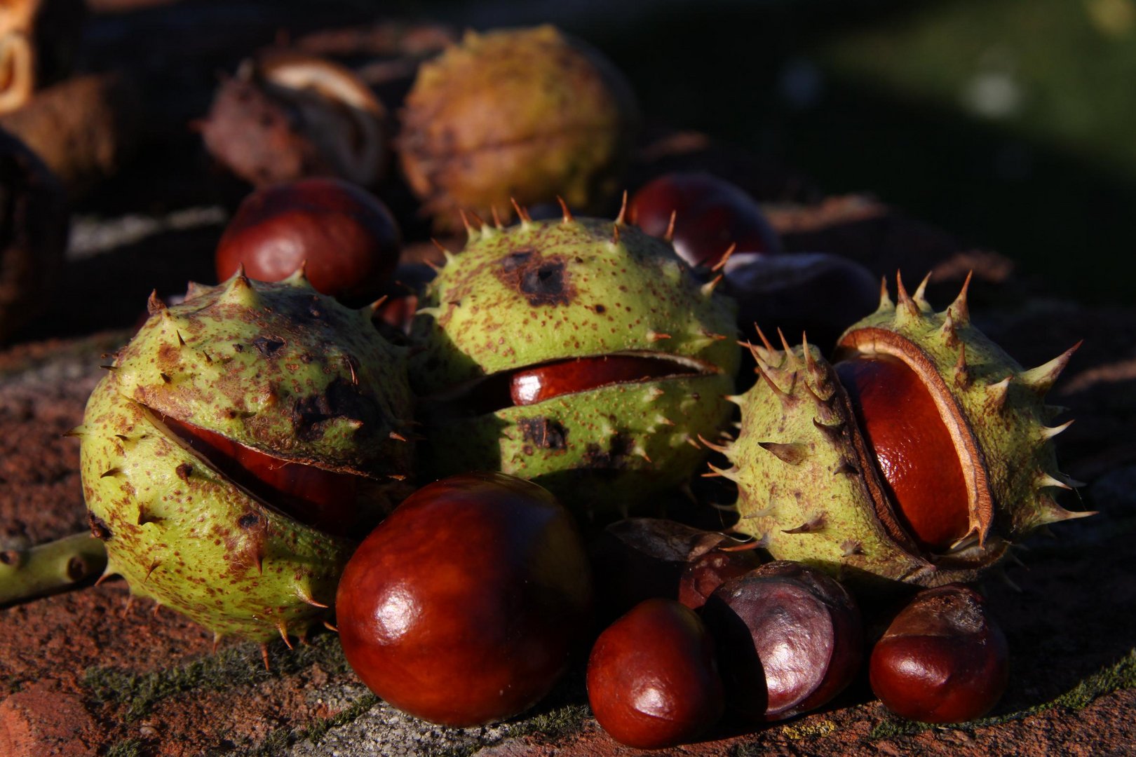 Kastanien im Herbst Foto & Bild jahreszeiten, herbst, natur Bilder auf