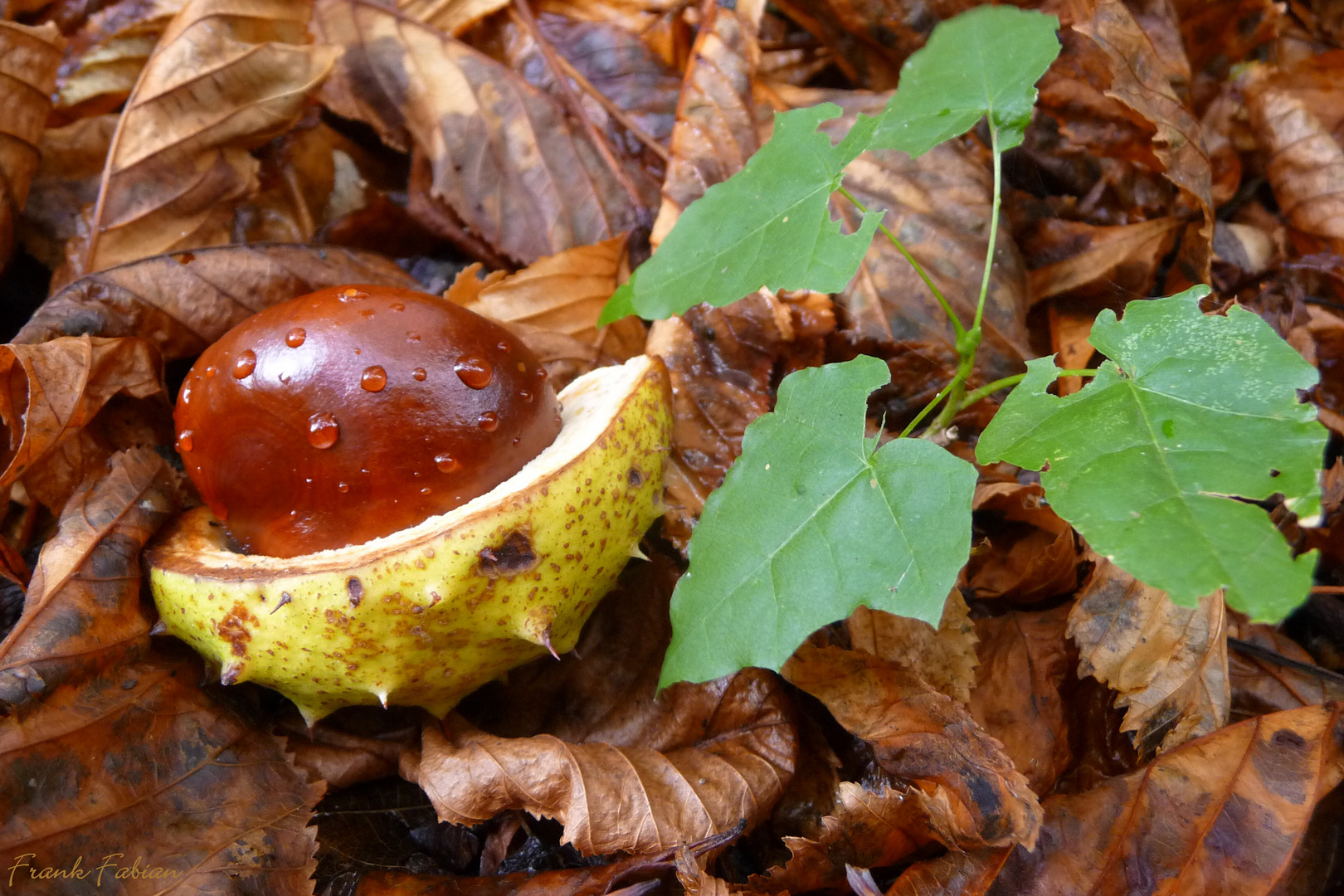 Kastanien im Herbst