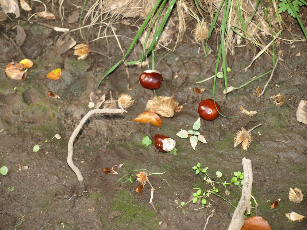 Kastanien im Wald