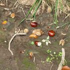 Kastanien im Wald