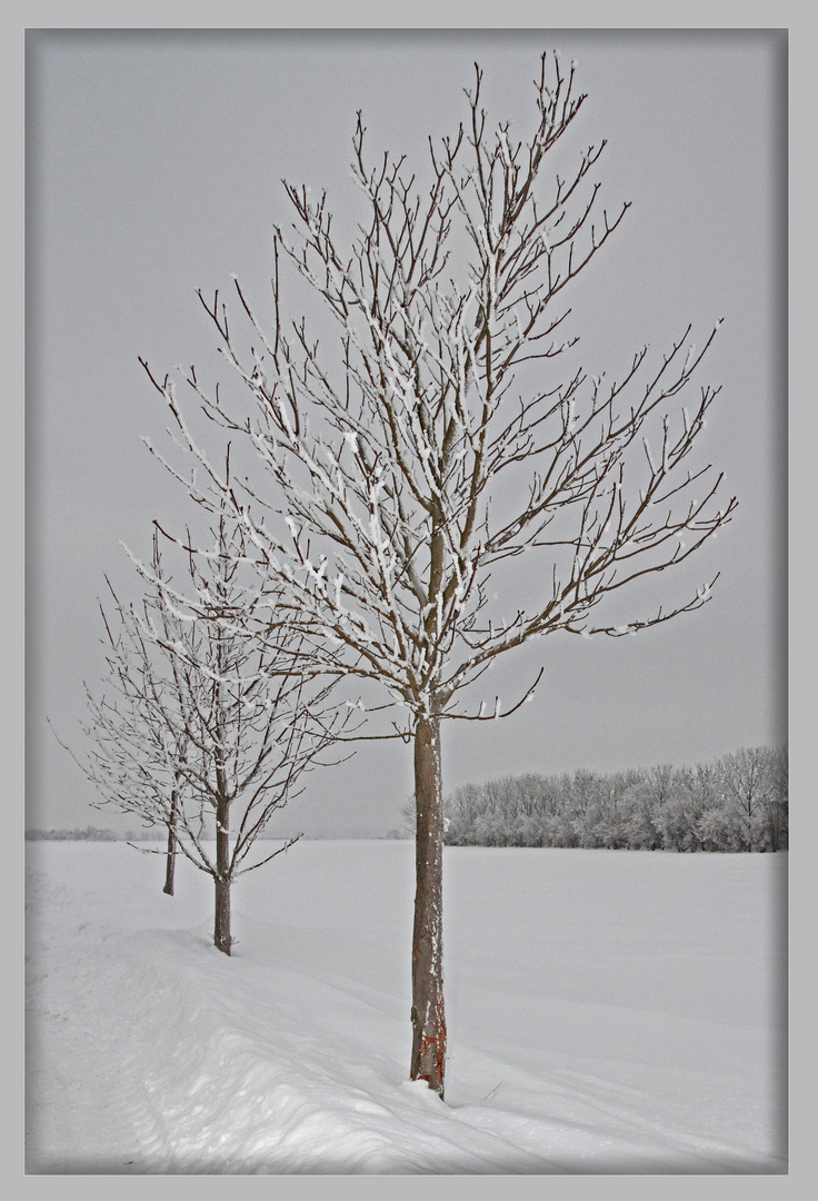 Kastanien im Winterschlaf