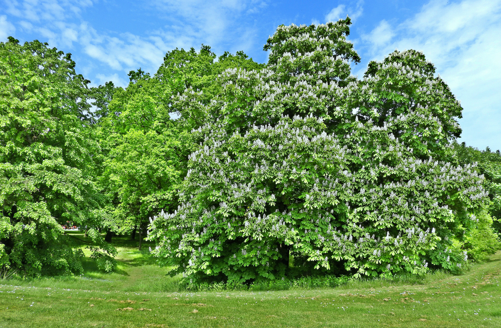 Kastanien in Blüte