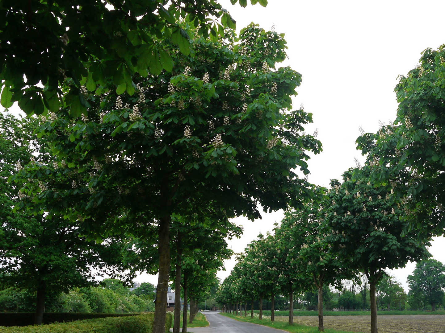 Kastanien in voller Blüte