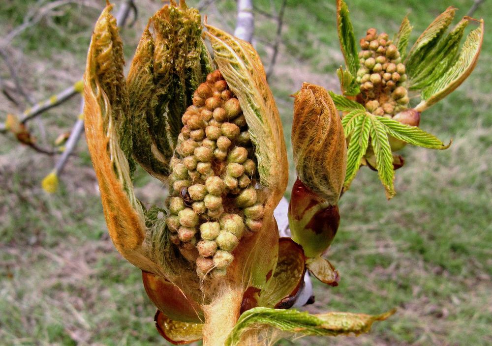 Kastanien-Knospen