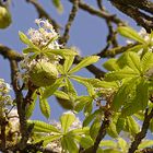 Kastanien spielen Frühling