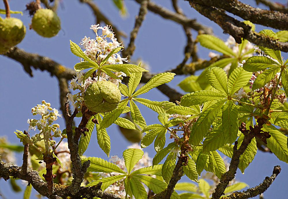 Kastanien spielen Frühling