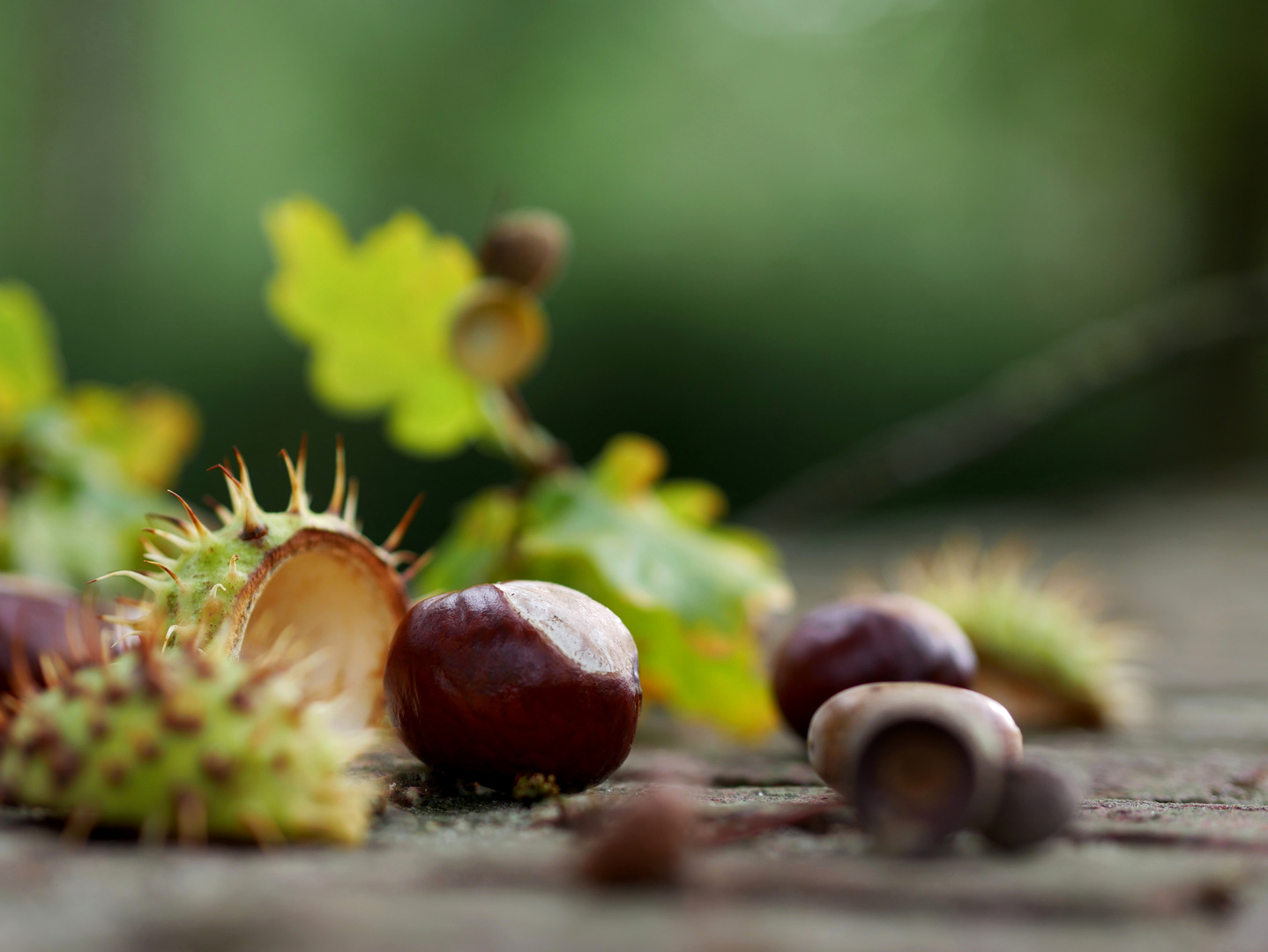 Kastanien und Eicheln Foto & Bild jahreszeiten, herbst Kastanien und Eicheln Foto & Bild jahreszeiten, herbst