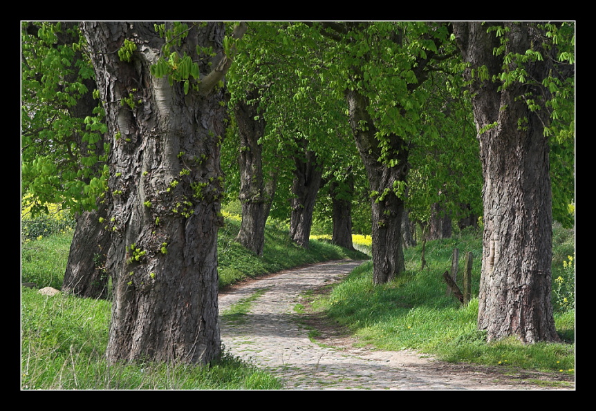 Kastanienallee