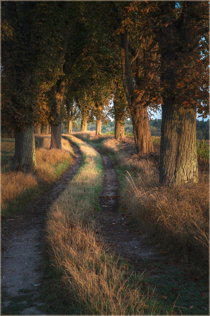 Kastanienallee