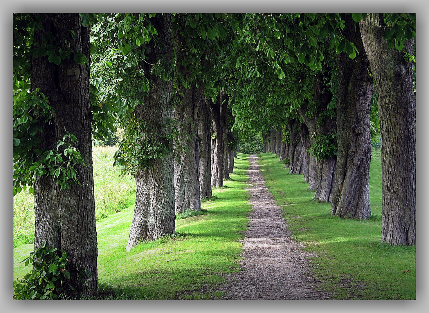 Kastanienallee