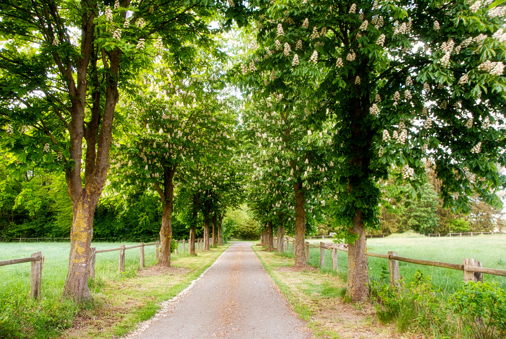 Kastanienallee