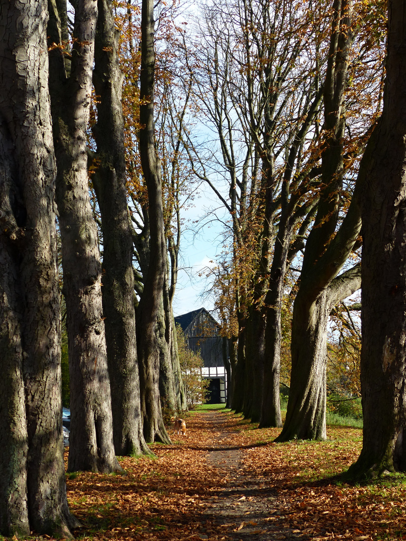 Kastanienallee